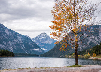  Autumn tree under storm sky by the lake and mountains in the Bavarian Alps