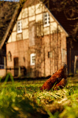 Wall Mural - Free range organic chickens poultry in a country farm on a winter morning, germany