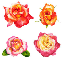 Set Red Rose, Beautiful Flower On An Isolated White Background, Watercolor Illustration, Botanical Painting