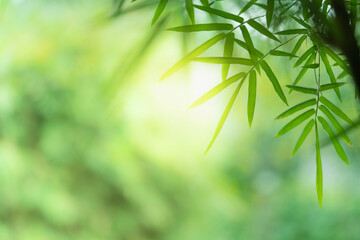 Wall Mural - Closeup beautiful view of nature green bamboo leaf on greenery blurred background with sunlight and copy space. It is use for natural ecology summer background and fresh wallpaper concept.