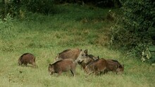 Herd Of Wild Boar With Their Young Feed On The Glade