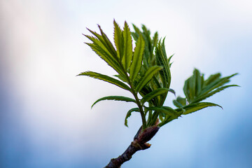 Wall Mural - green leaves on blue sky background