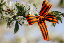 St. George Ribbon On A Branch Of A Flowering Tree, May 9, Russian Holiday Victory Day