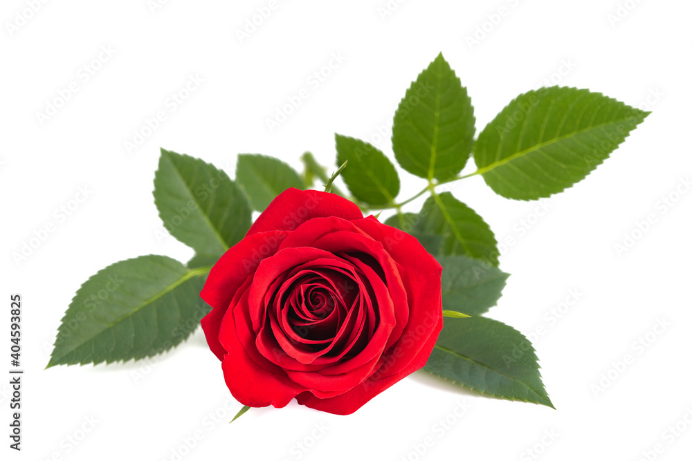 Red rose flower - obrazy, fototapety, plakaty 