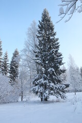 Wall Mural - Snow covered forest in winter with big snowy fir-trees in Gatchina park, Saint-Petersburg region, Russia