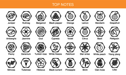 Vector icons aromas top notes. Top notes pyramid chart with examples of popular aroma essences. Scent categories are oriental, woody, fresh and floral. Trend  examples of scents.