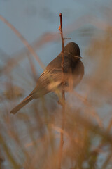 Wall Mural - Black Phoebe Perched in the Reeds