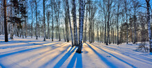 Panorama Of Winter Birch Forest Illuminated With Golden Light Of Setting Sun,  Golden Sunlight Among White Trunks Of Birch Trees And Blue Shadows On White Snow. Fairy Tale Of Winter Forest