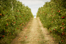 Standing In Middle Of Apple Orchard Trees Lining A Path 