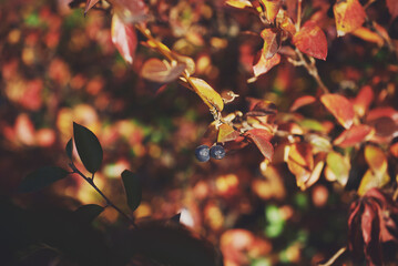 Red autumn bush leaves with berries. Sunny autumn background. Close-up, macro.