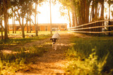 Fototapeta Kuchnia - Dog on the farm 02