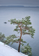 Wall Mural - snow and pine trees on a mountain on the coast with a fish cake in boat and sea and horizon in the background