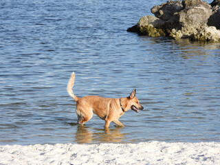 Poster - Brown dog playing in the water