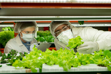 Young man in protective workwear holding sample of green lettuce seedling