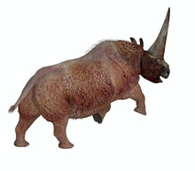 Elasmotherium Tail - Elasmotherium Was A Herbivorous Rhinoceros Mammal That Had A Large Horn On It's Forehead And Lived During The Pliocene And Pleistocene Periods.
