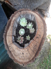 High Angle View Of Plants Growing In Tree Stump