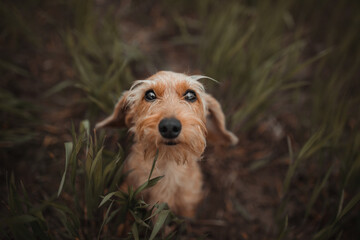 Wall Mural - Cute wire-haired dachshund dog in grass
