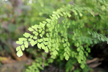 Green Leaves Of Delta Maidenhair Fern. Green Leaves Of Adiantum Raddianum Or Maidenhair Fern.
