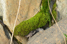 Moss Growing On Rock Boulders