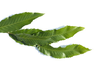 Sticker - Chestnut Leaves isolated white background.