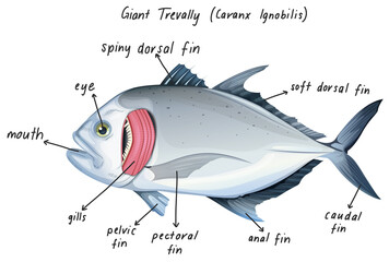 Poster - Giant Trevally (Caranx Ignobilis)