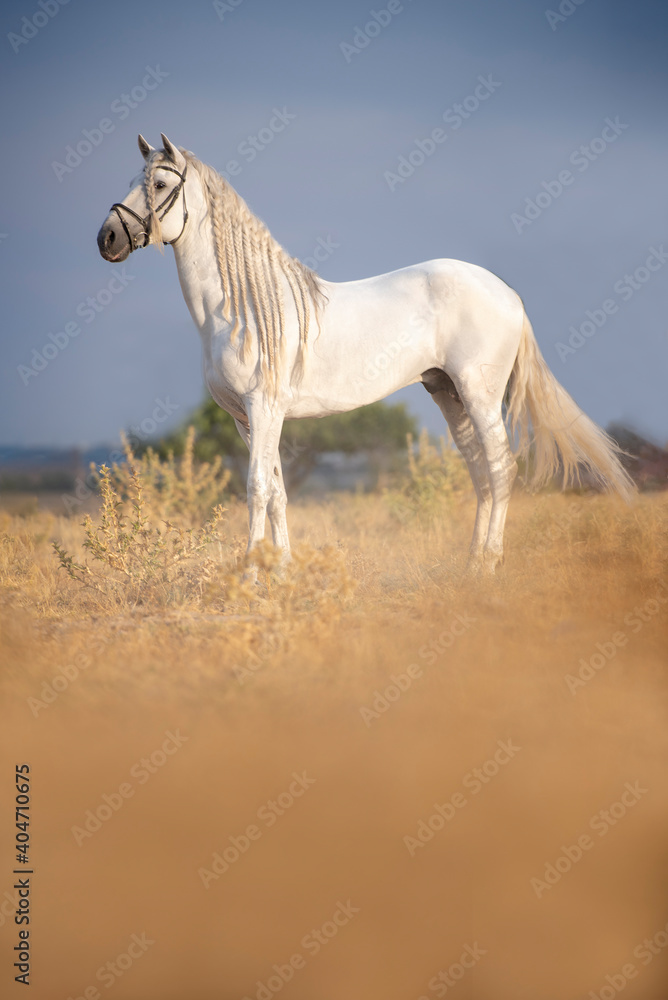 Side View Of A Horse On Field - obrazy, fototapety, plakaty 
