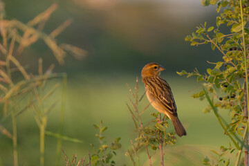 Female Asian Golden Weaver (Ploceus hypoxanthus) perching on branch in rice paddy field.