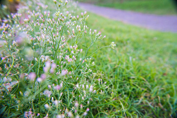 White purple grass flowers. Small but beautiful grass flowers in the garden.