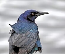 Close Up Of Male Boat-tailed Grackle Looking Over It's Wing Backwards. Quiscalus Major.