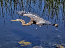 Looking Down Upon A Great Blue Heron With Spread Wings Crossing A Pond.