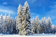Beautiful wintry background with a lot of snow