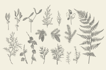 Set of Christmas plants.
