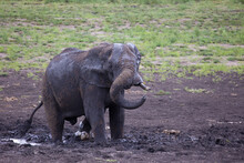 African Elephant In Mud