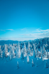  Schneebedeckte Tannenbäume