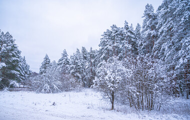 Canvas Print - snow covered trees