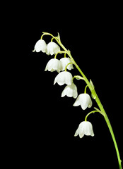 Sticker - Flowers of lily of the valley