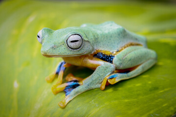 Rhacophorus reinwardtii, flying tree frog on the leaf