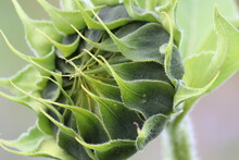 Close-up Of Fresh Green Plant