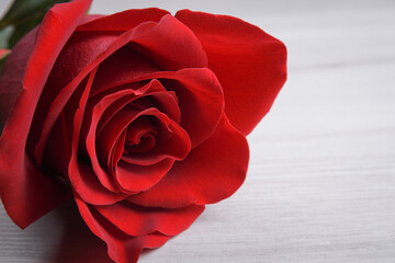 Background for Valentine's Day greeting card.Valentines day concept.Red, beautiful blooming rose. Close up.