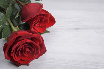 Background for Valentine's Day greeting card.Valentines day concept.Red, beautiful blooming rose. Close up.