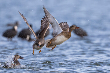 Wall Mural - Krakeend, Gadwall, Anas streperea