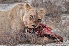 Lioness Feeding Her Prey