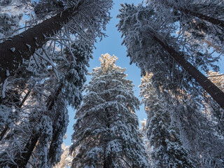 Wall Mural - Fir trees in a spruce forest covered with a thick layer of fresh white snow on a frosty day in clear weather in Republic of Karelia, northwest of Russia