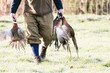 Gamekeeping carrying dead pheasants killed as part of a shoot.