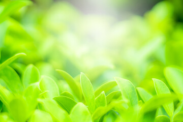 Wall Mural - Nature blur leaves green bokeh Spring and autumn garden background Soft focus light