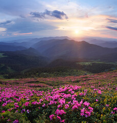 Wall Mural - Amazing spring day. Scenery of the sunrise at the high mountains. The lawns are covered by pink rhododendron flowers. Beautiful natural wallpaper background.