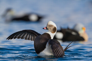 Wall Mural - Long-tailed Duck, IJseend, Clangula hyemalis