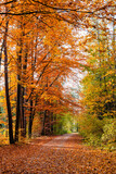 Fototapeta Pomosty - Jesienny las z leśną malowniczą drogą 