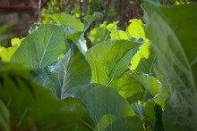Picture Of Shiny Cauliflower Leaves In Sunlight