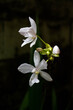 white orchide flower .natural and beutufull